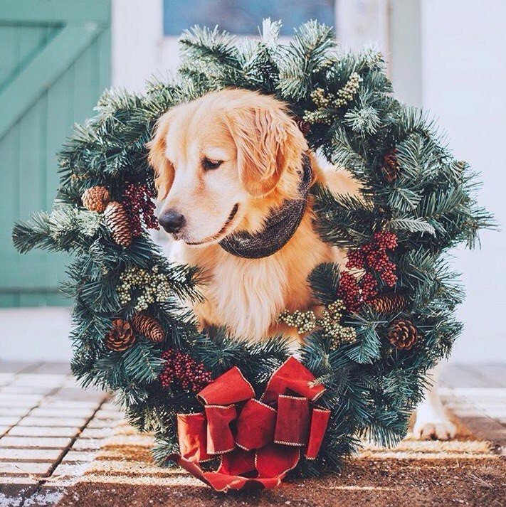 #MerryChristimas #Dog