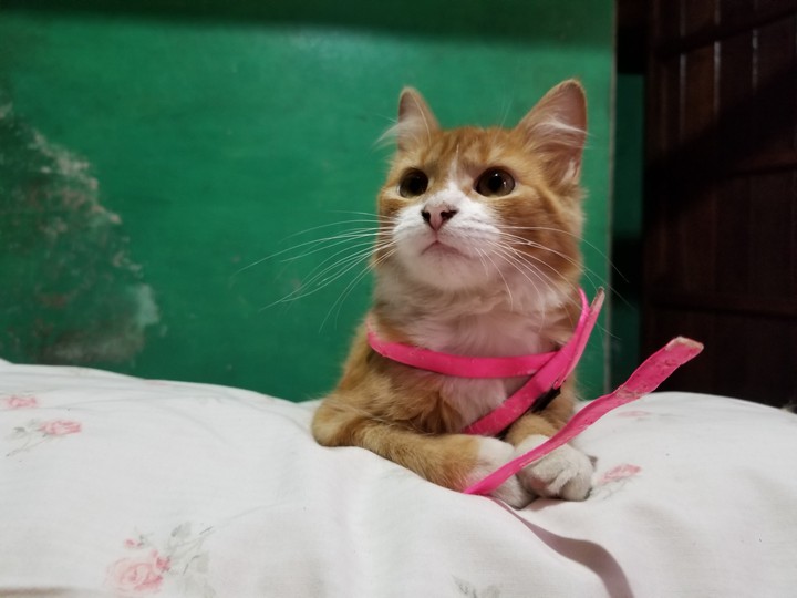 CAT CAT