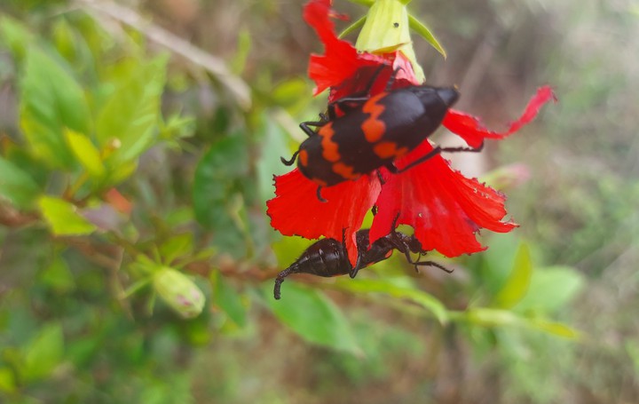 red bug