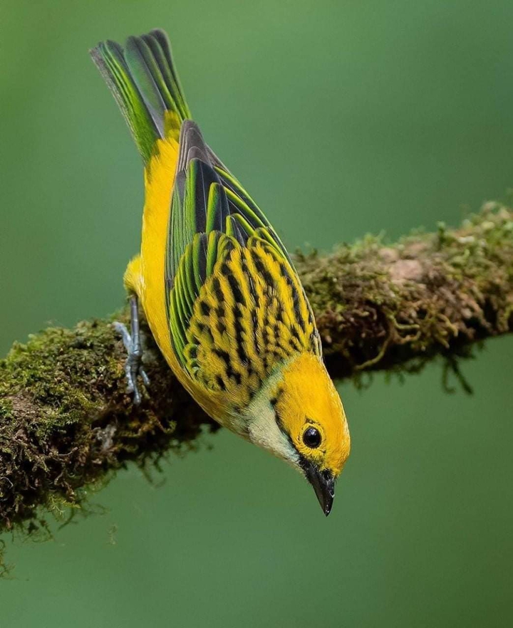 bird