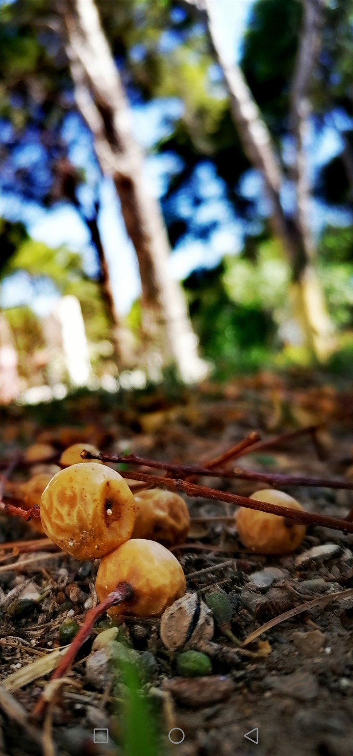nature