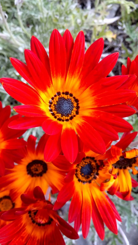 Flor