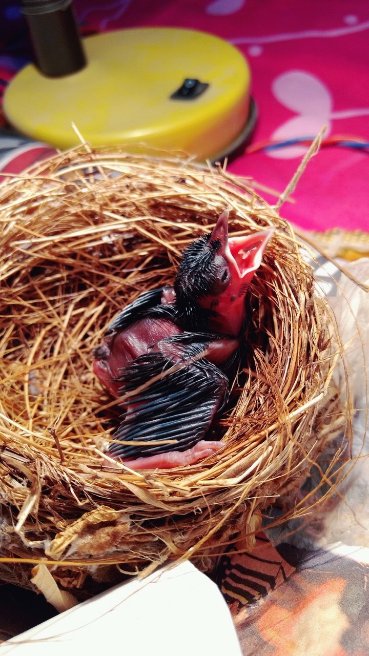 Cute Bird
