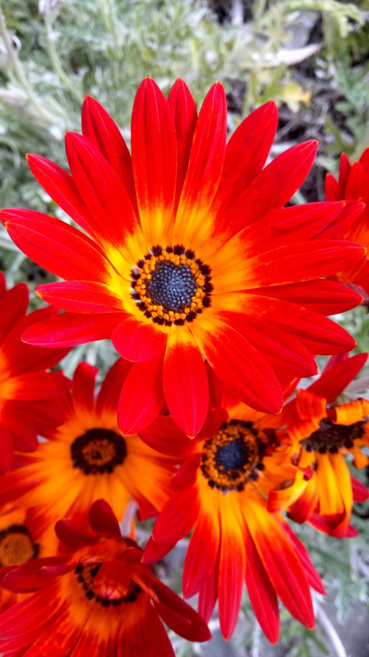 Flor