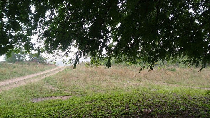 nature