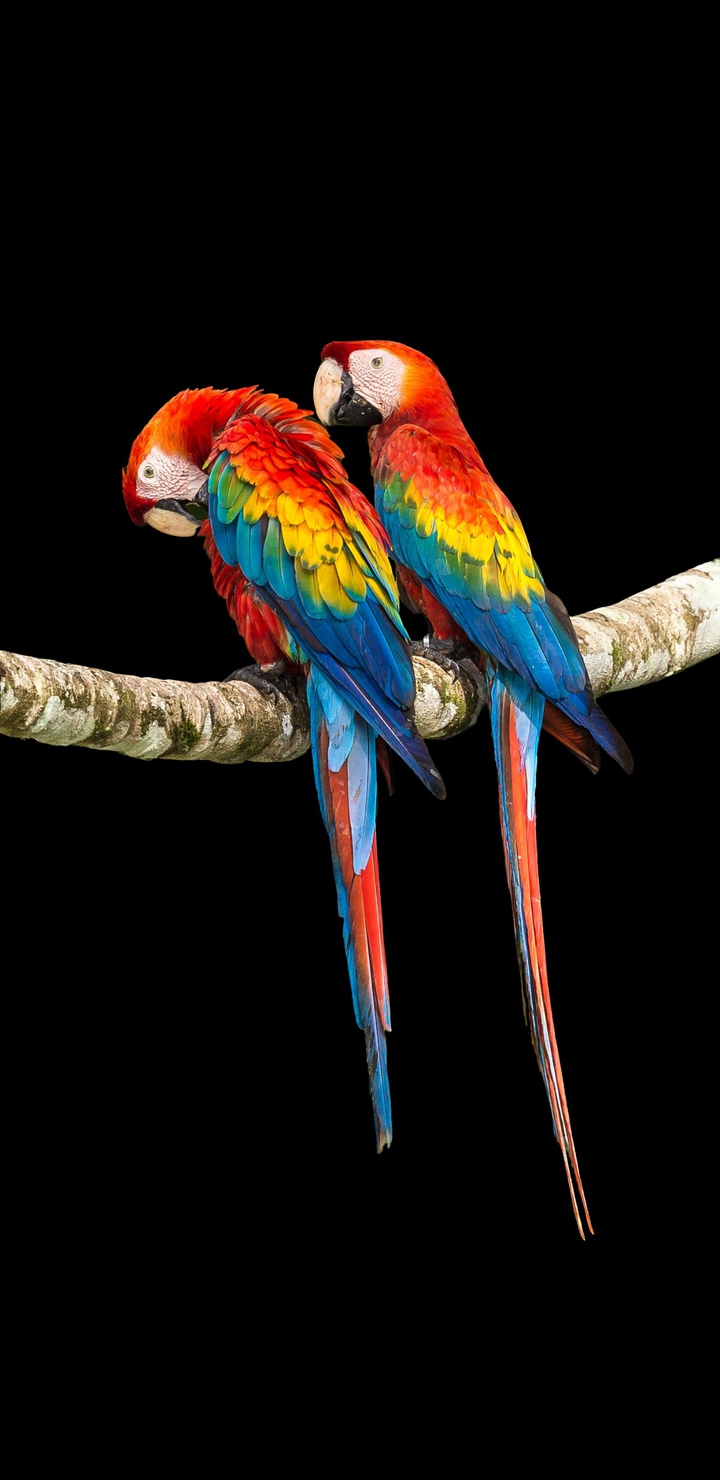 2 birds