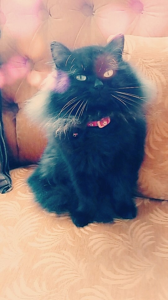 BLACK CAT...