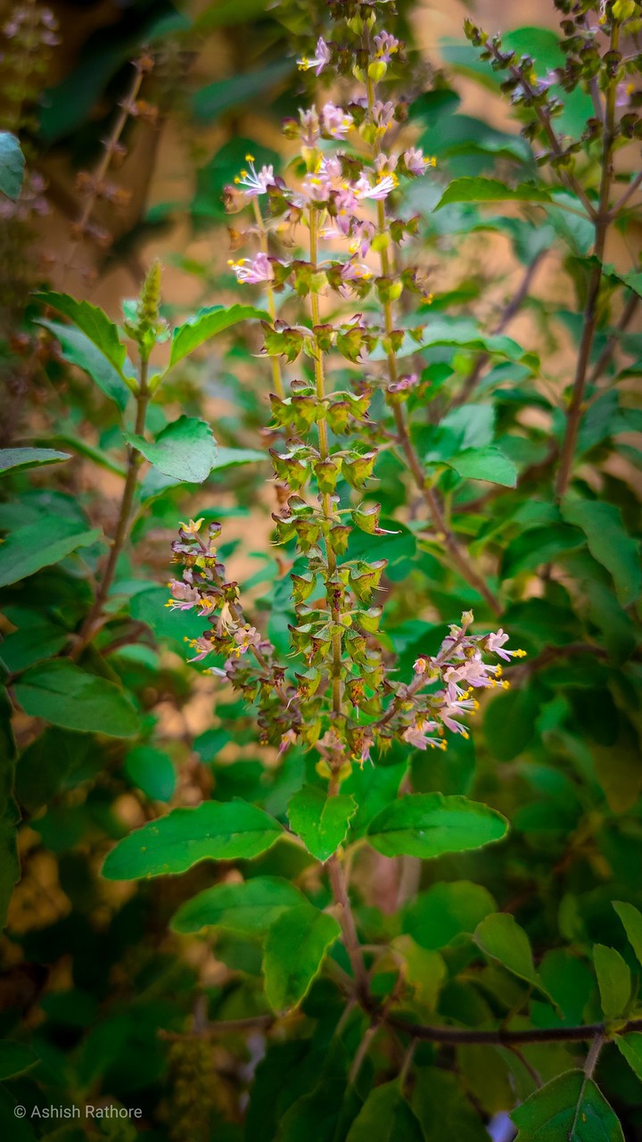 Flower of Tulsi