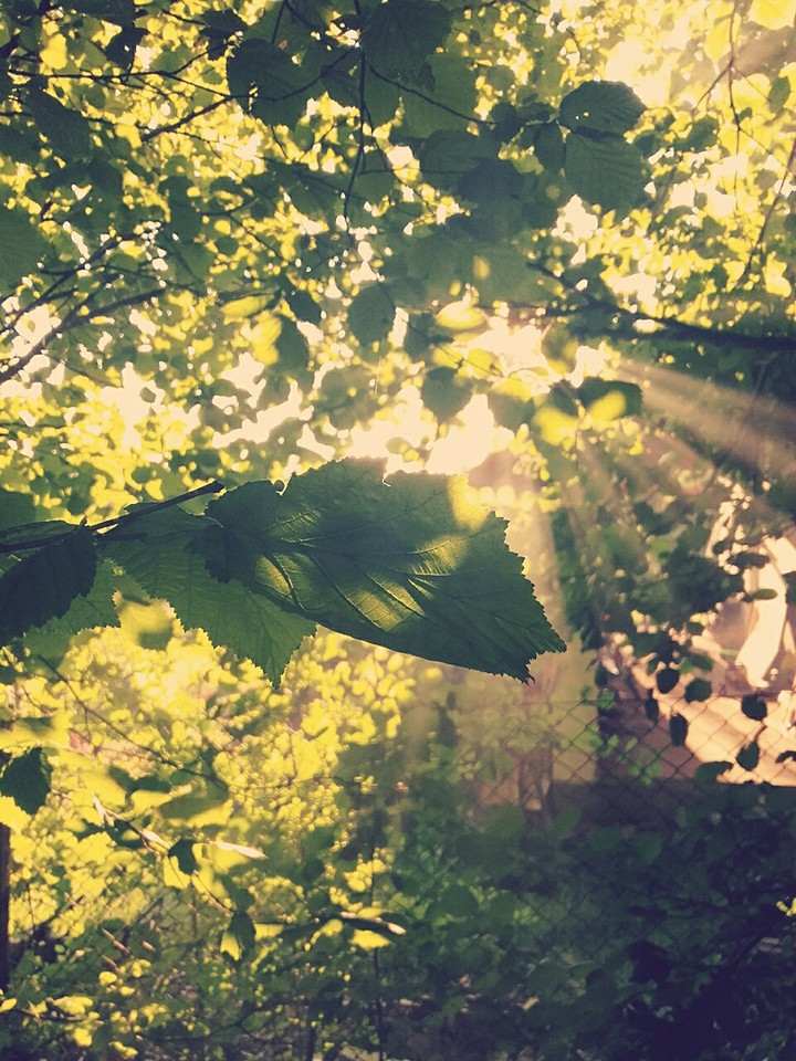 leaves
