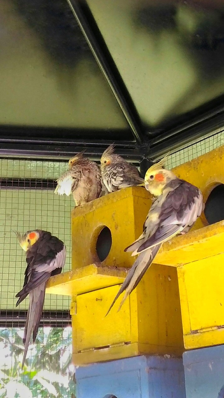 birds