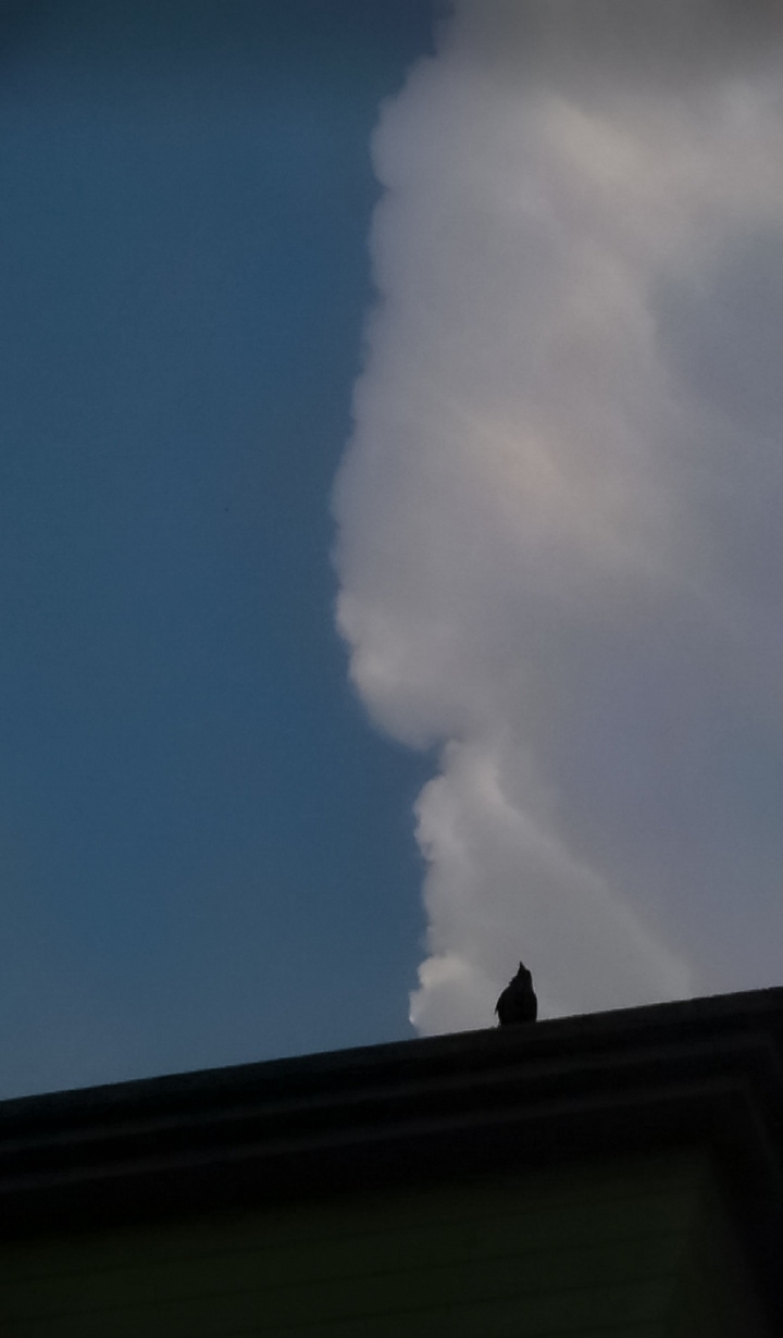 The bird!