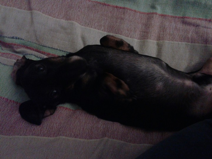 oh it's nise dog