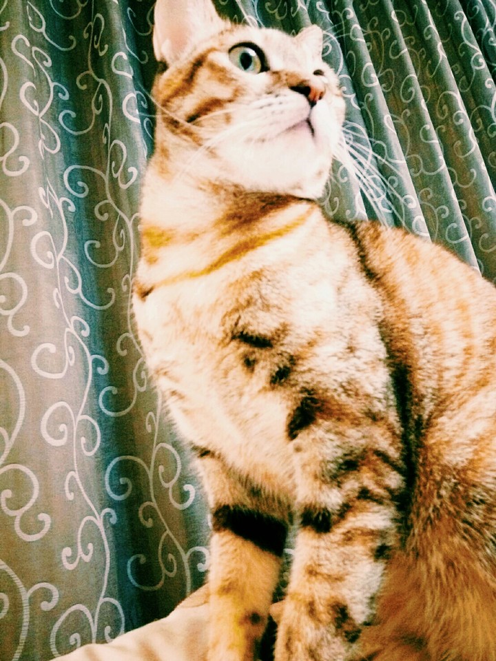 cat