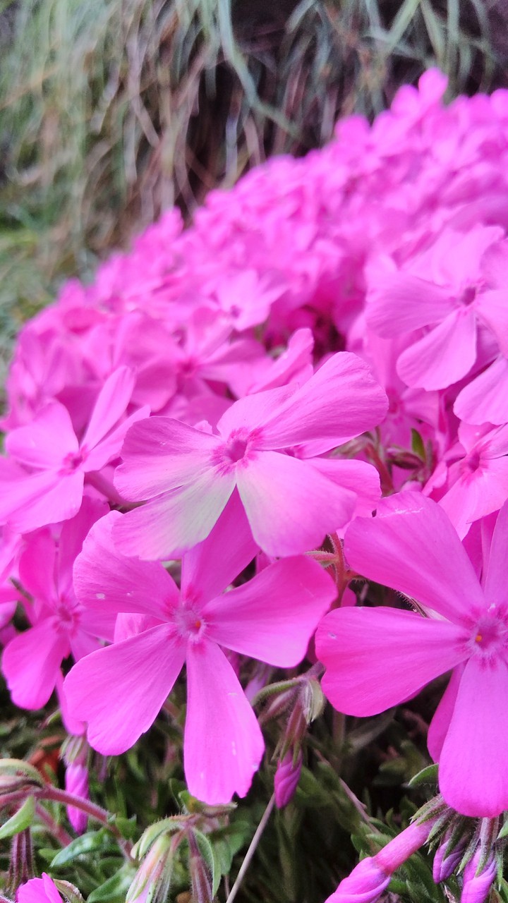 Moss phlox