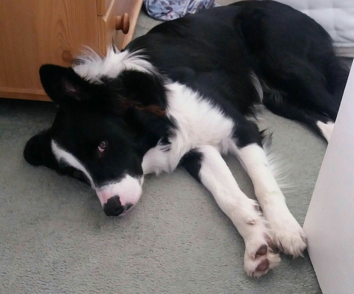 The Border Collie Because There Is No Better Dog