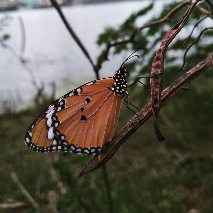 Monarch butterfly