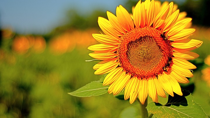 sunflower