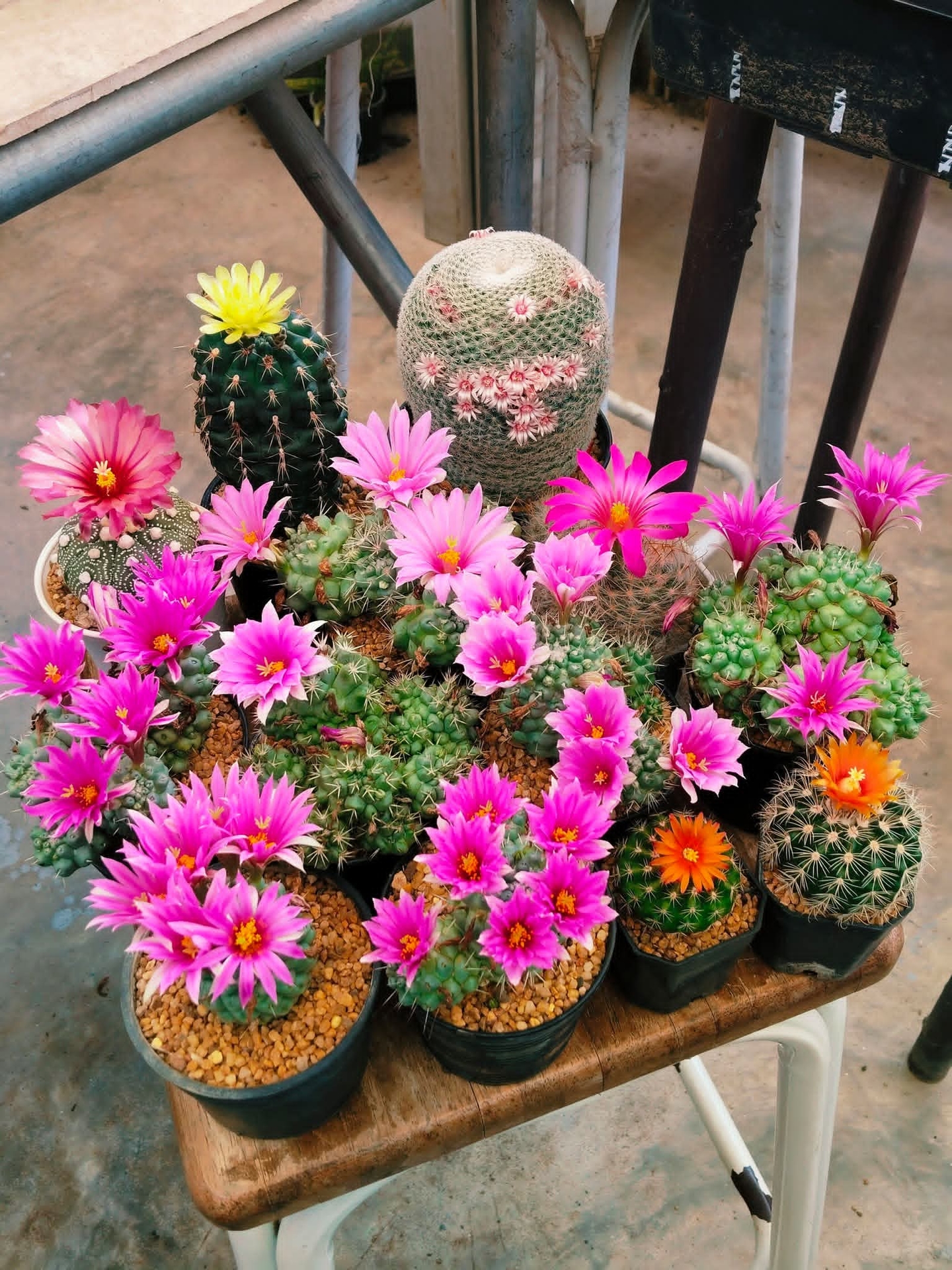 tapety flowerpot, floristry