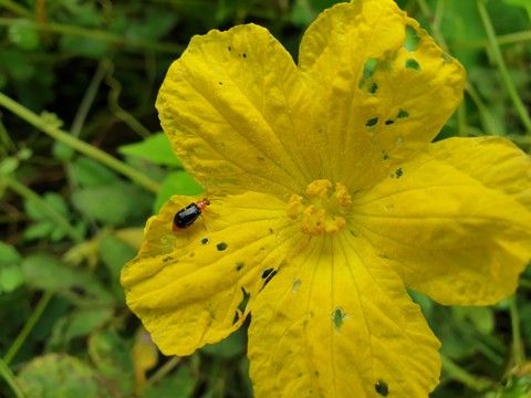 Trying out some macro shots