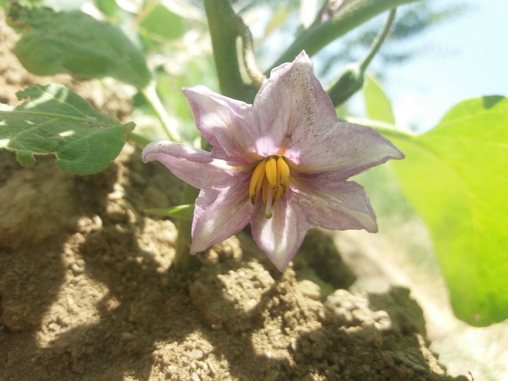 flower