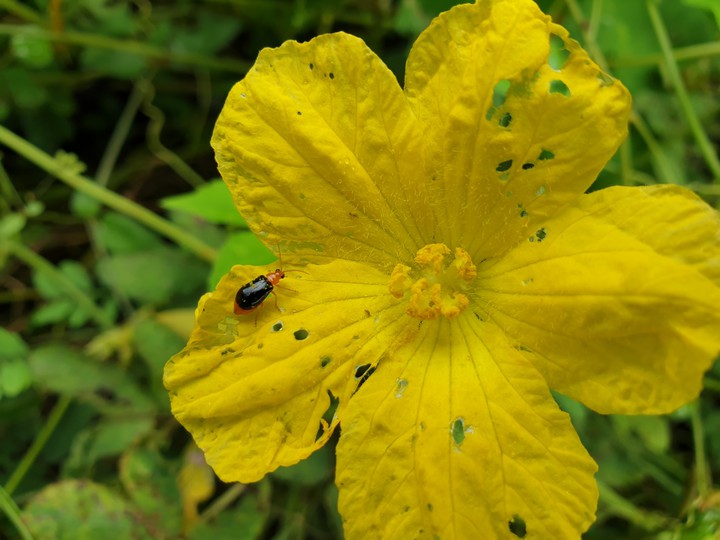 Trying out some macro shots