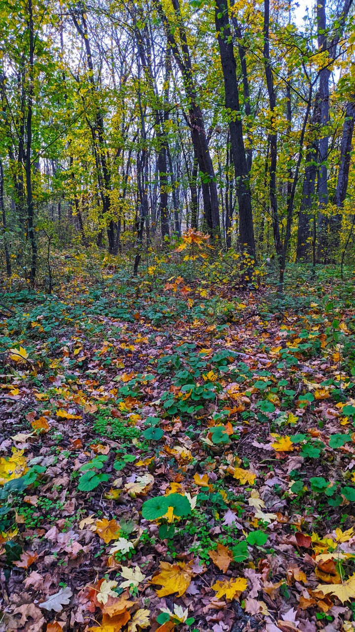 autumn