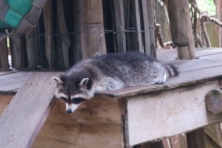 raton laveur à Pairi Daiza