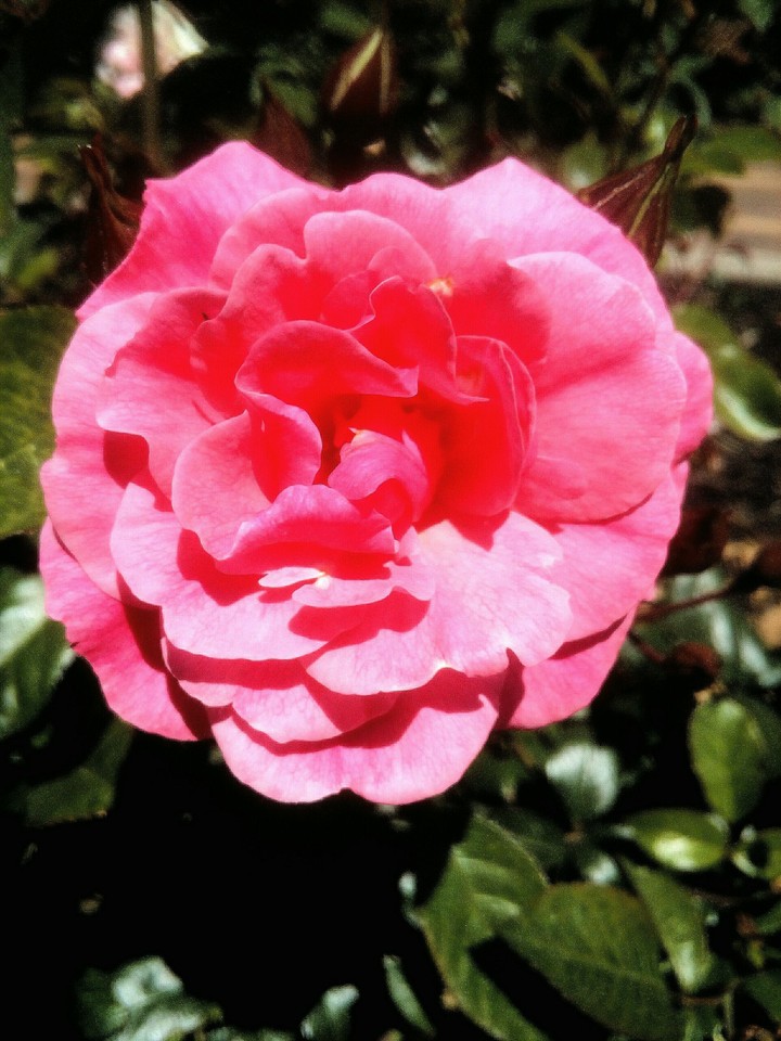 Light Pink Rose