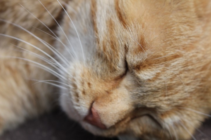 sleep