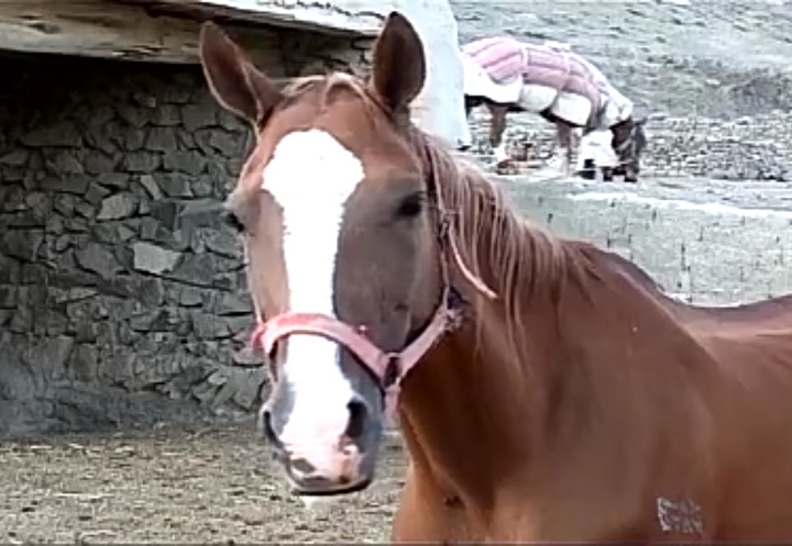 Horse