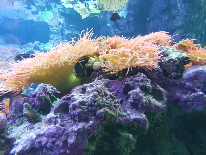 Aquarium