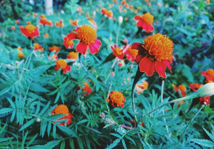 Nature
