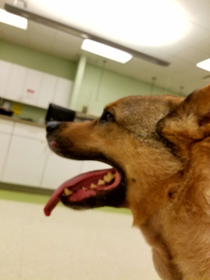 doggie profile