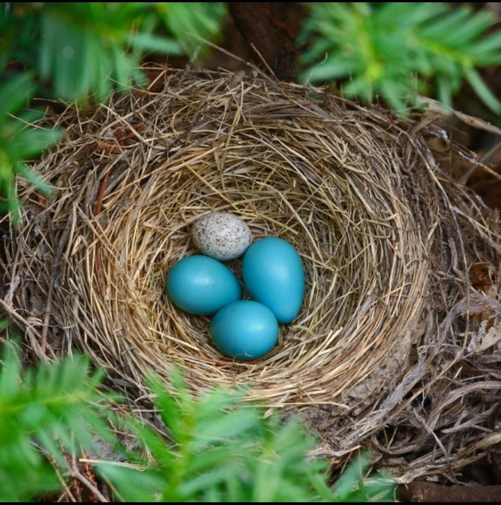 eggs