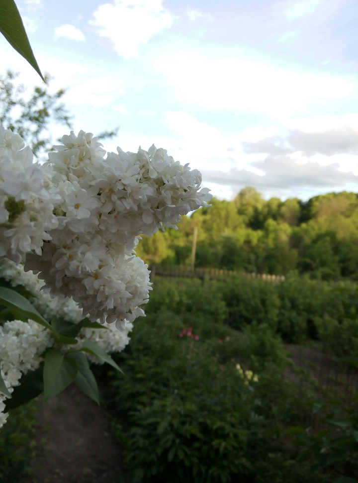 White lilac