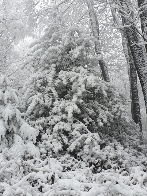 christmastree?