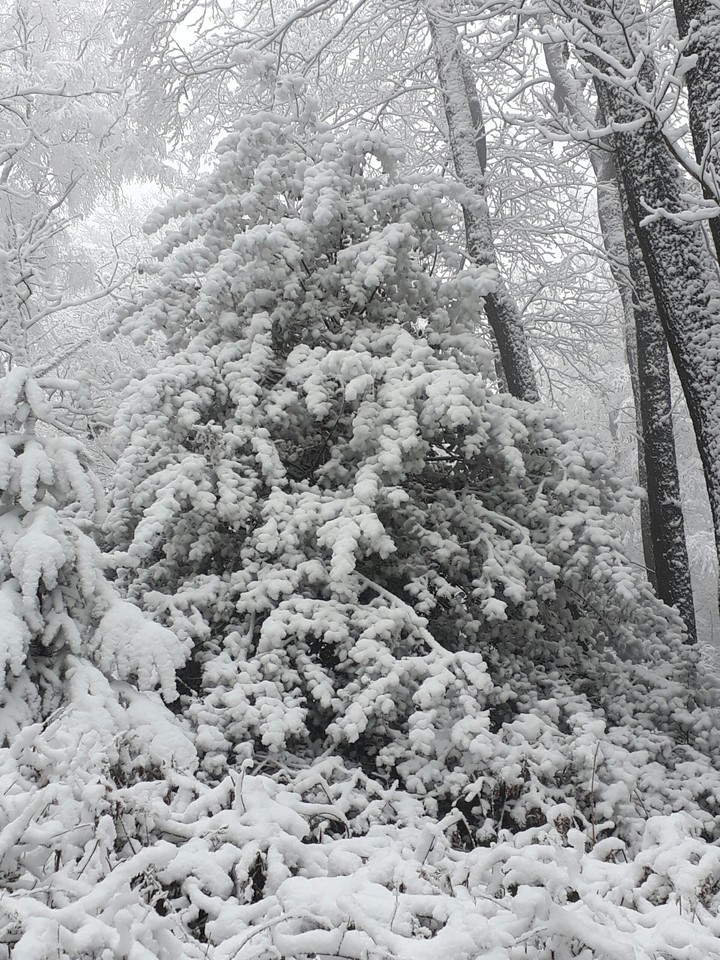 christmastree?