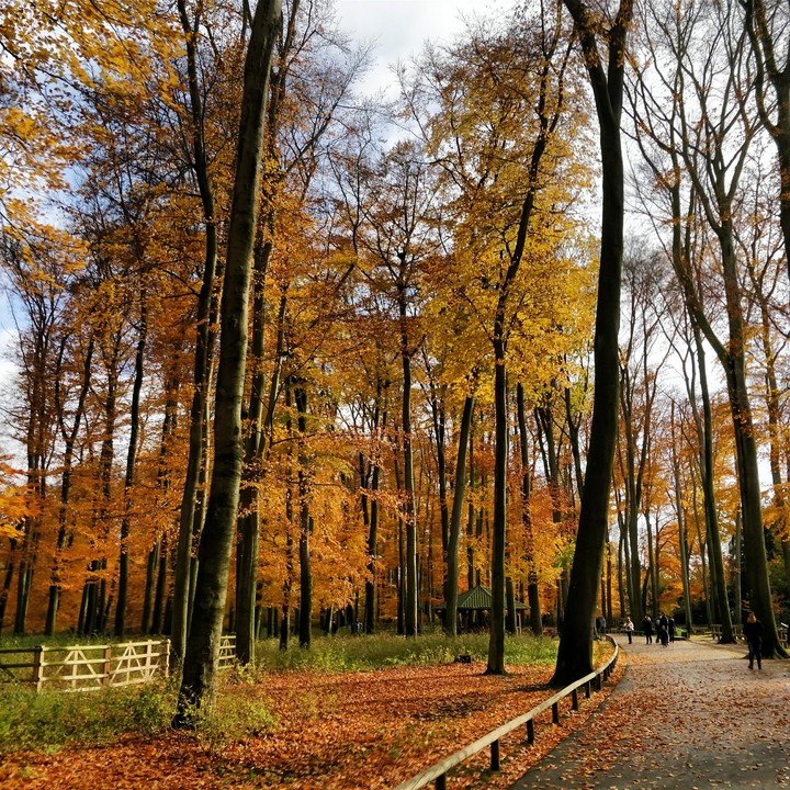 #trees in winter