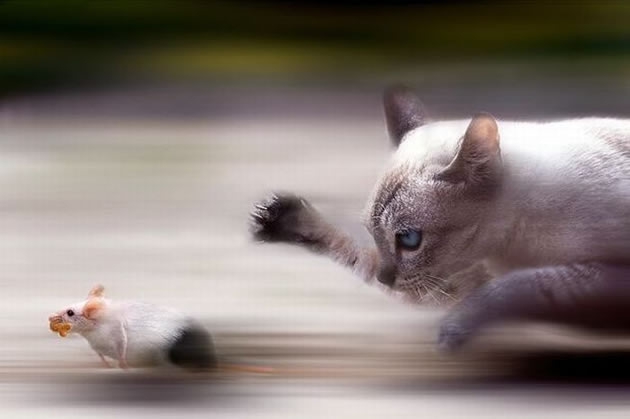 speed
