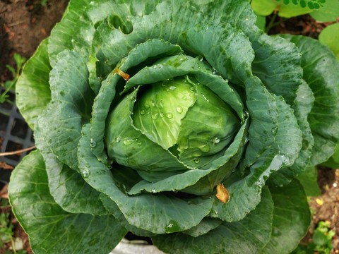cabbage leaf