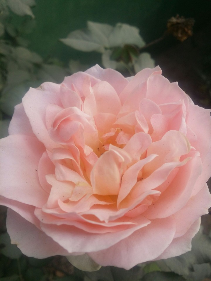 pink rose