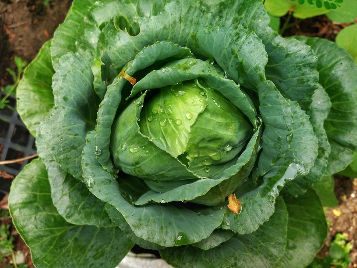cabbage leaf