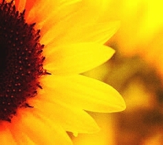 Bright Yellow Sunflower