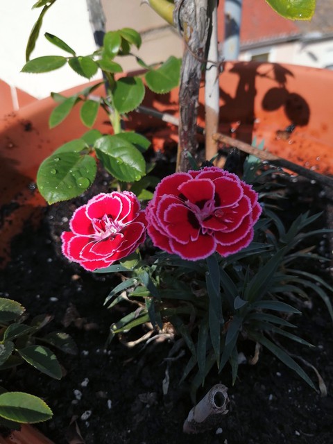 Pink petals