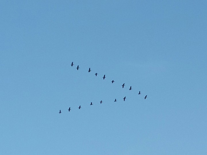 the Birds