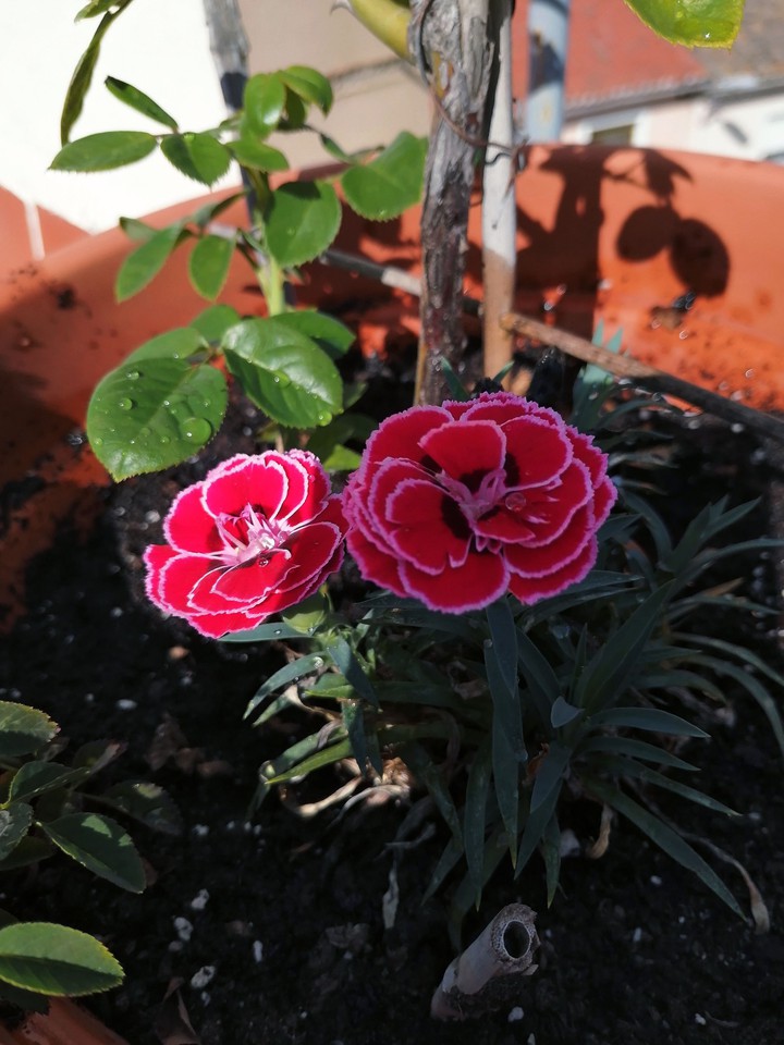 Pink petals