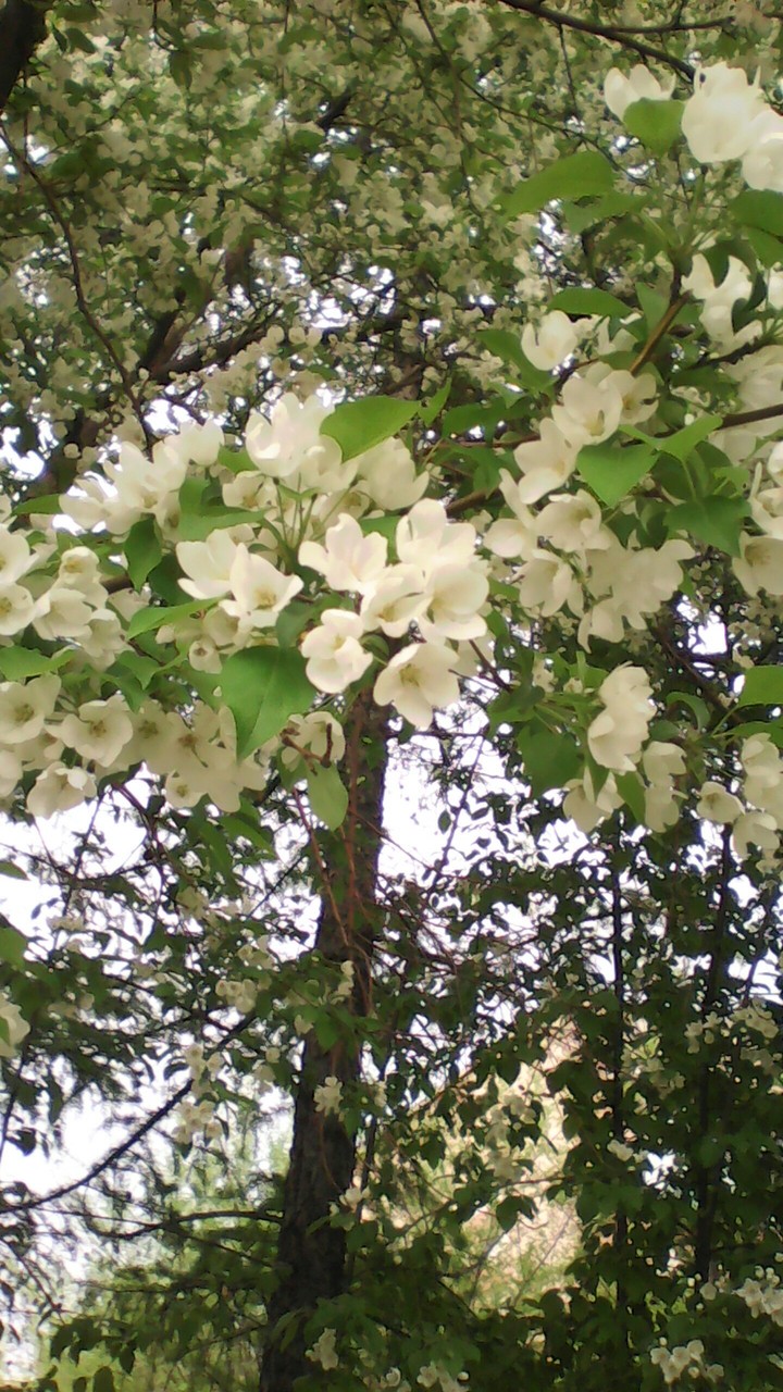 Apple's flowers