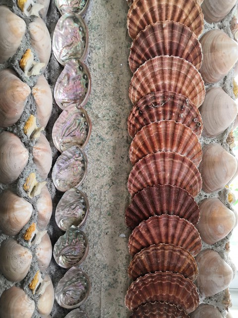chiton wallpapers
