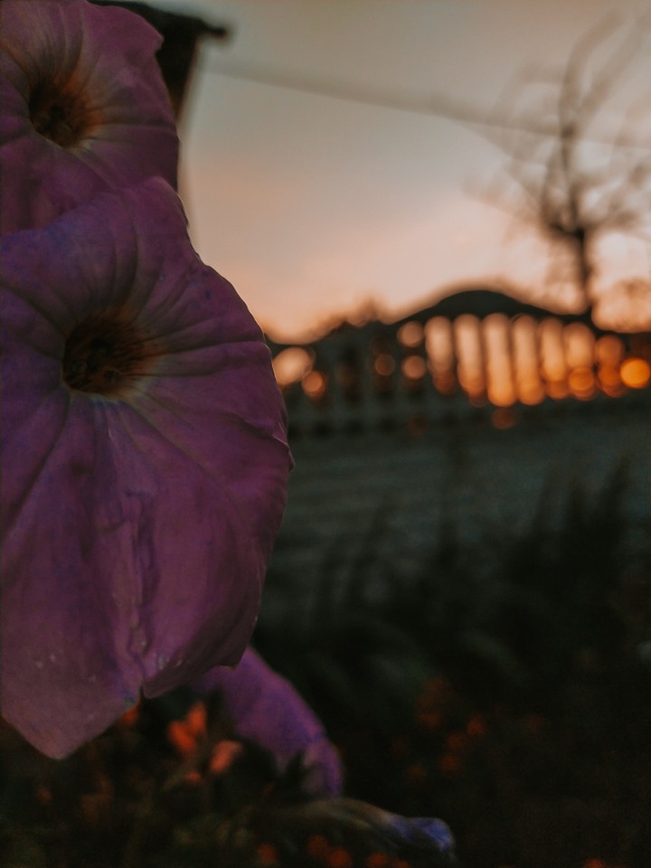 petunia at sunset