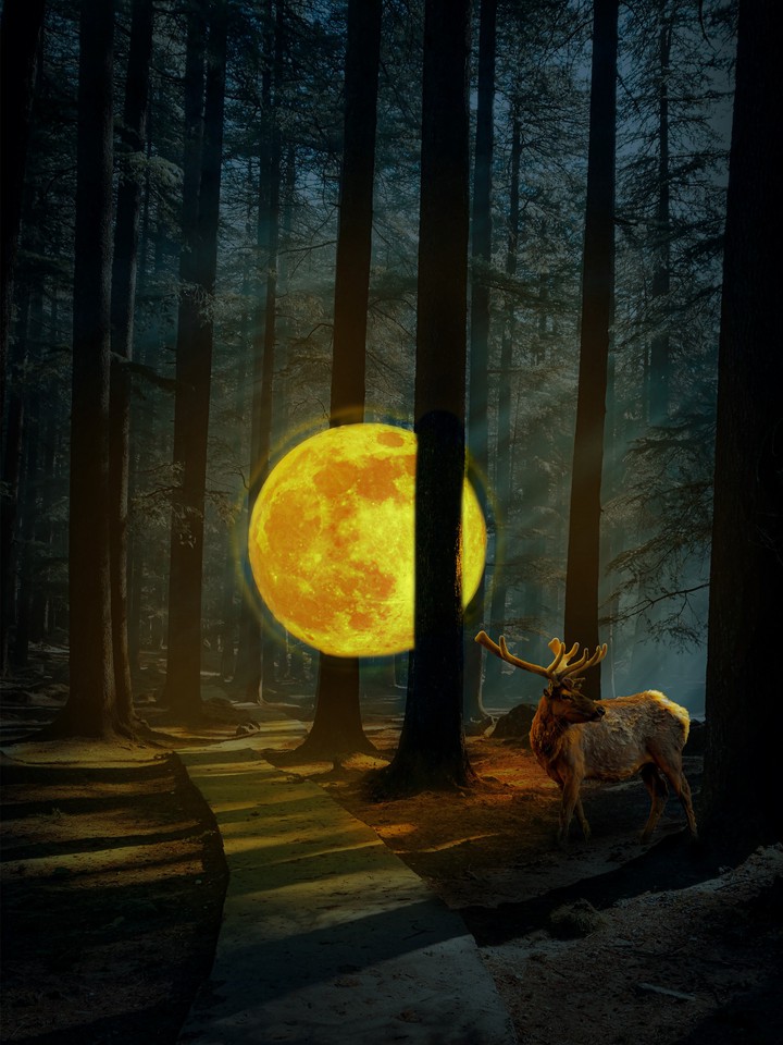 Moon in forest